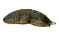Laevicaulis sp. Nigeria adult